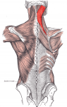 splenius misica
