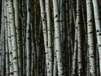 birch