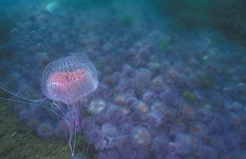 mesecinka meduza