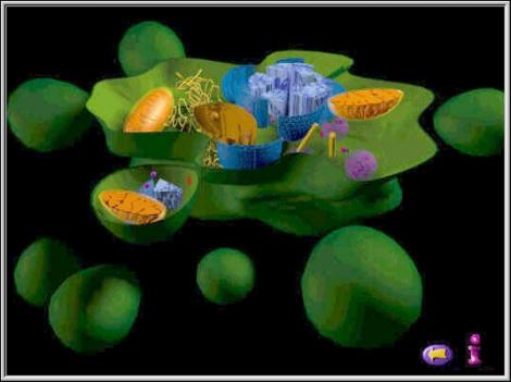 apoptoza.jpg