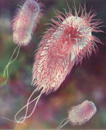 ecoli