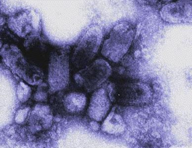 rabies-virus-stekline
