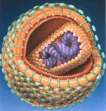 Hiv virus slika virusa hiv