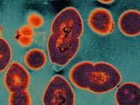 vre-virus